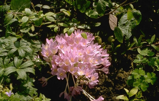 Herfsttijloos 'Colchicum'