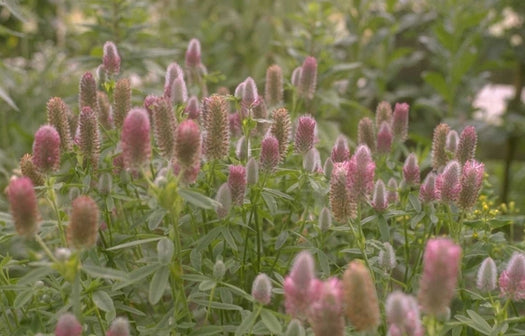 Planten geschikt voor een droge grond