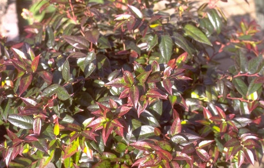 Druifheide 'Leucothoe'