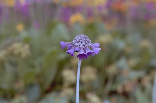 Geurende borderplanten