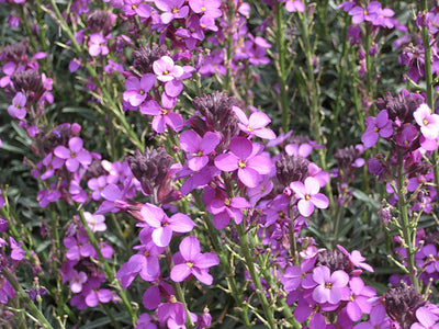 Alle Steenraket 'Erysimum' planten