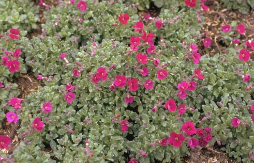 Blauwkussen Randjesbloem 'Aubrieta'