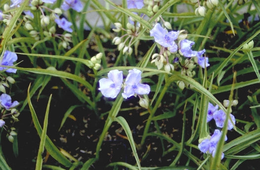 Eendagsbloem 'Tradescantia'