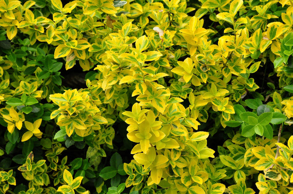 Kardinaalsmuts 'Euonymus'