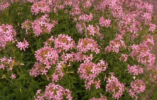 Zeepkruid 'Saponaria officinalis'