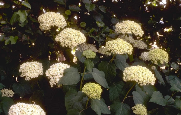 Makkelijke tuinplanten