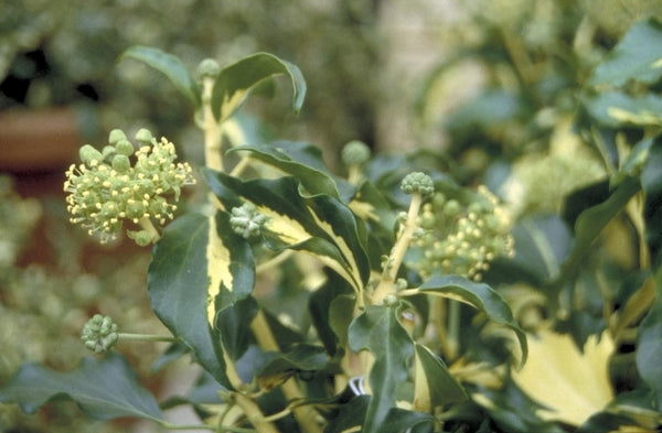 Onderhoudsarme klimplanten