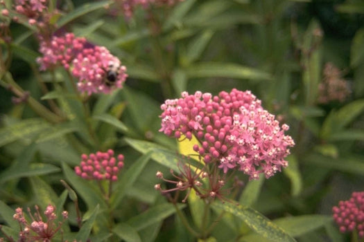 Zijdeplant 'Asclepias'