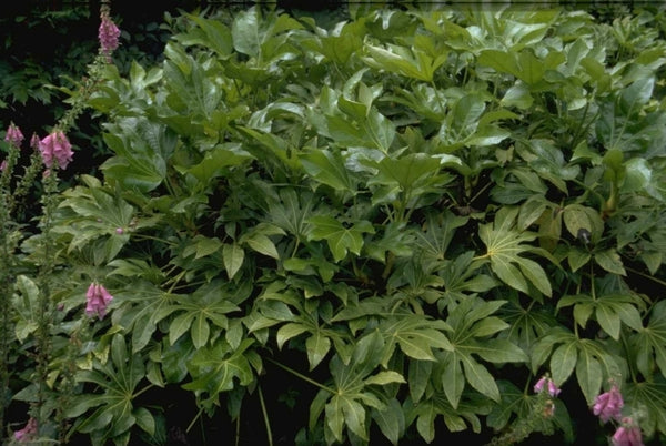 Vingerplant 'Fatsia'