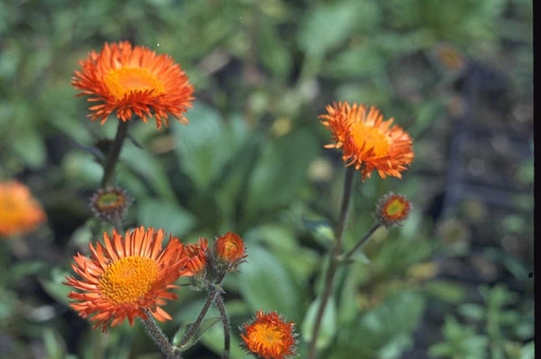 Borderplanten oranje