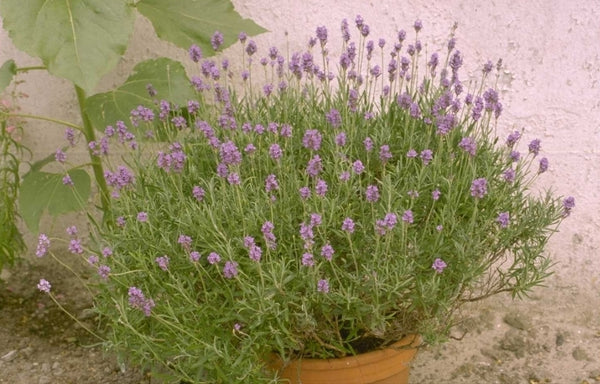 Populaire tuinplanten