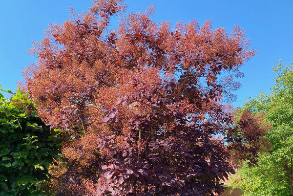 Pruikenboom 'Cotinus'