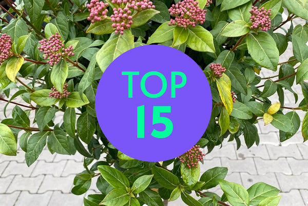 Top 15 Boompjes / heesters op stam