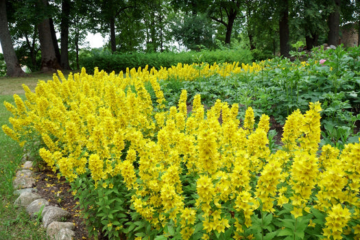 Wederik 'Lysimachia'