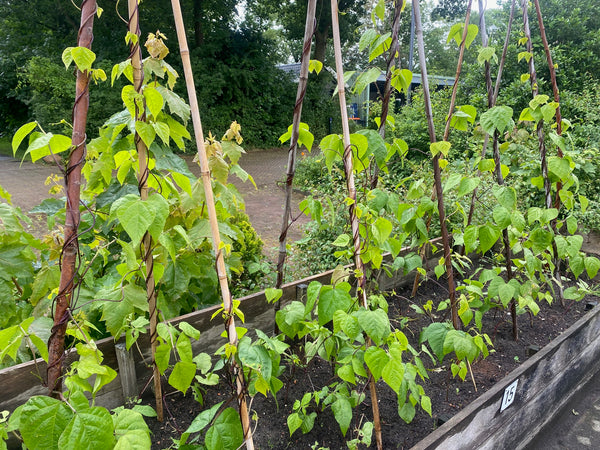 Moestuinplanten