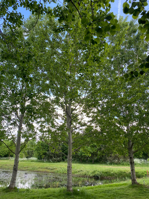 Populier 'populus'