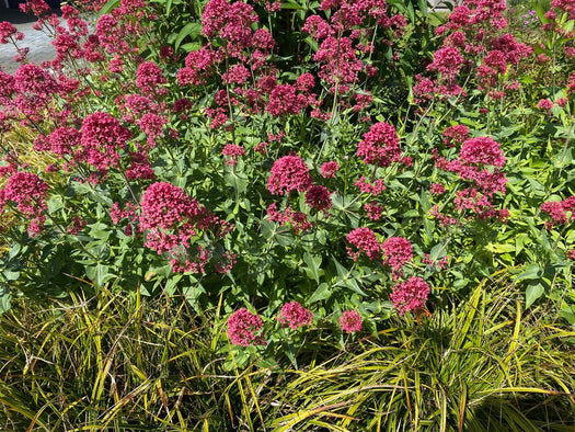 Spoorbloem 'Centranthus'