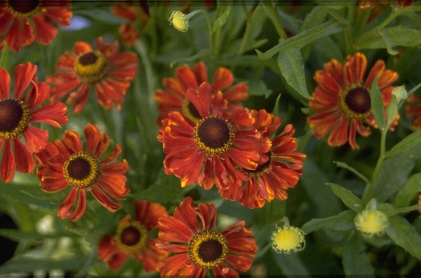 Borderplanten rood