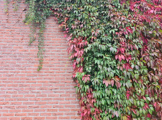 Wingerd 'Parthenocissus'