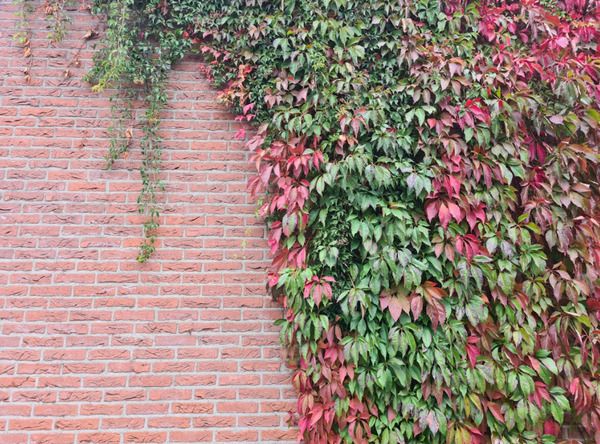 Wingerd 'Parthenocissus'