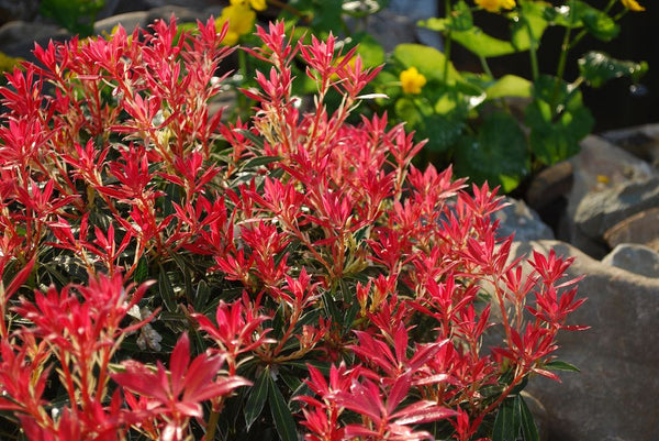 Rotsheide 'Pieris' informatie