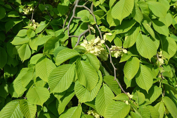 iepenboom 'Ulmus'