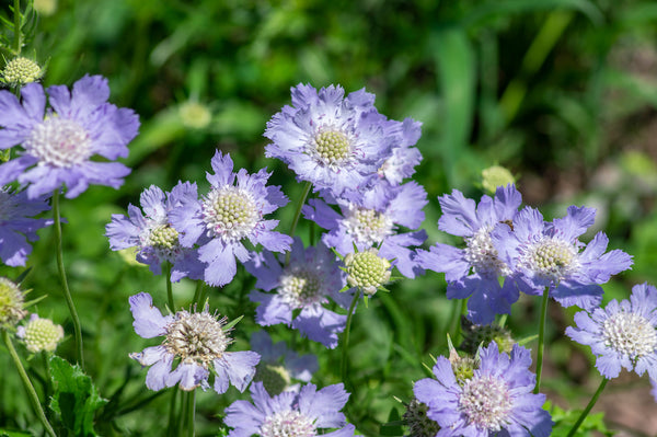 Alle Duifkruid 'Scabiosa' planten