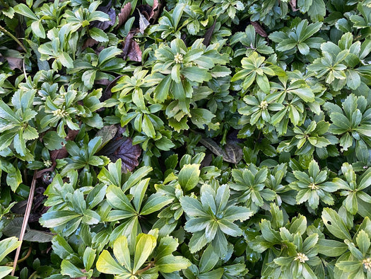 Schaduwkruid 'Pachysandra' informatie