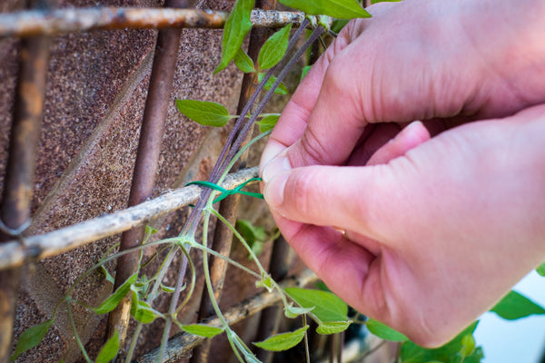 Bemesting en accessoires voor klimplanten