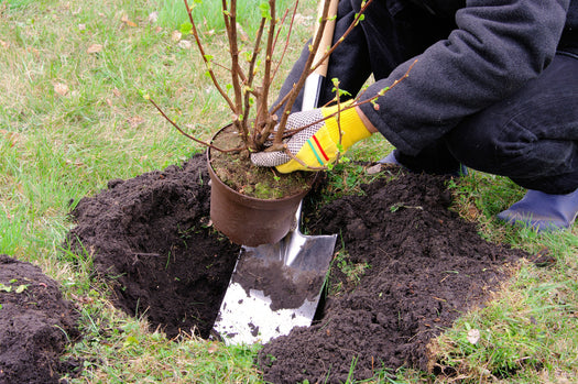 Bemesting en aanplantgrond haagplanten