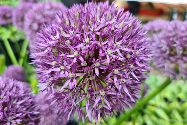 Alle Sierui 'Allium' planten