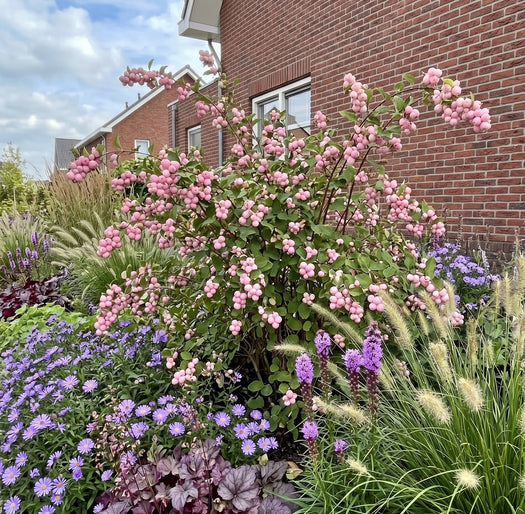 Sneeuwbes 'Symphoricarpos'