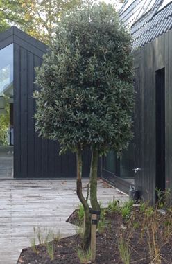 Meerstammige bomen en struiken groenblijvend