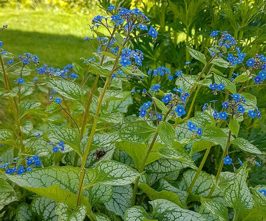 Kaukasisch vergeet mij nietje 'Brunnera'