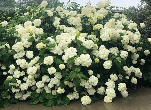 Hortensia 'Hydrangea'