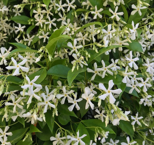 Toscaanse jasmijn 'Trachelospermum'