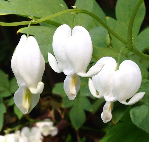 Borderpakketten - Gebroken Hartje - Dicentra