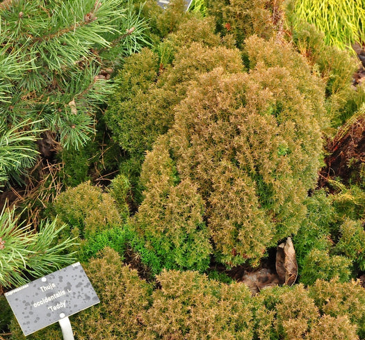 Thuja