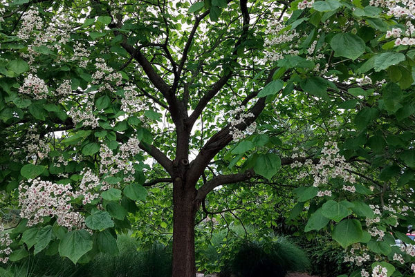 Meer Bomen