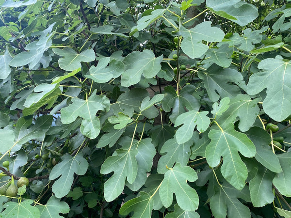 Vijgenstruik 'Ficus' soorten