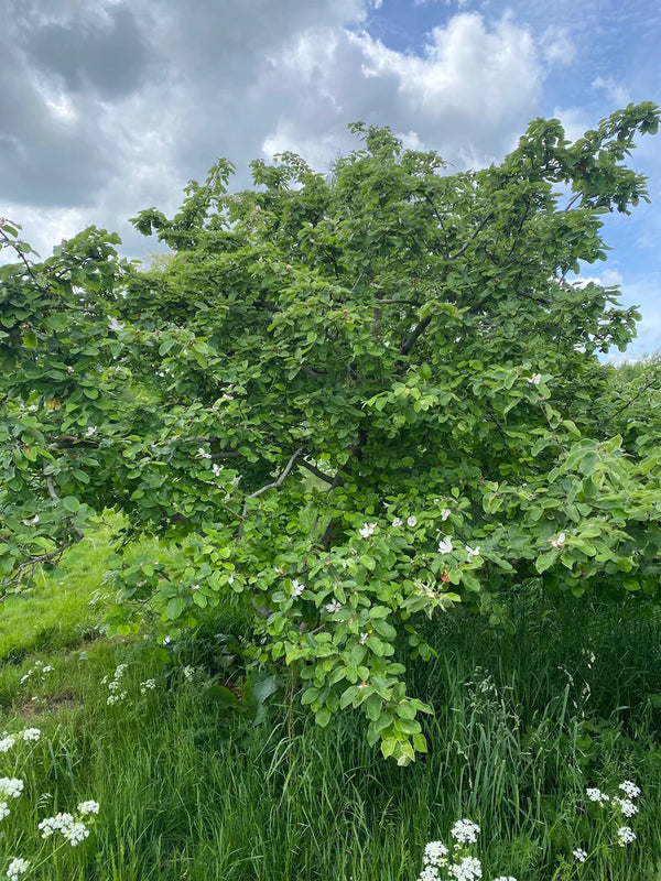 Voedselbos bomen en struiken