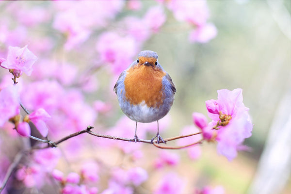 Vogelvriendelijke tuinplanten