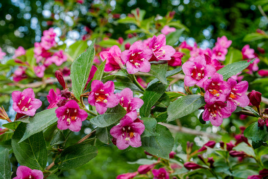 Bloeiende haagplanten