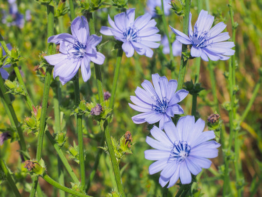 Vaste Planten met eetbare blaadjes en/of bloemen