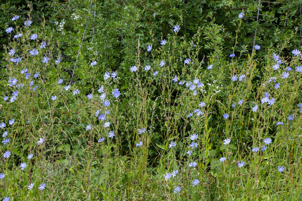 Planten voor arme grond