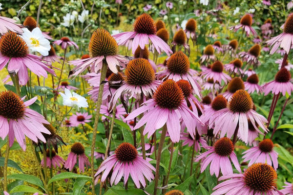 Alle Zonnehoed 'Echinacea' planten