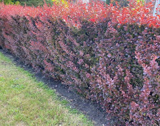 Zuurbes 'Berberis vulgaris'