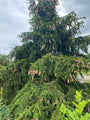 Sitka-Fichte - Picea sitchensis