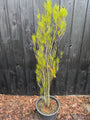 Schmalblättriges Erlenholz - Frangula alnus 'Fine Line'