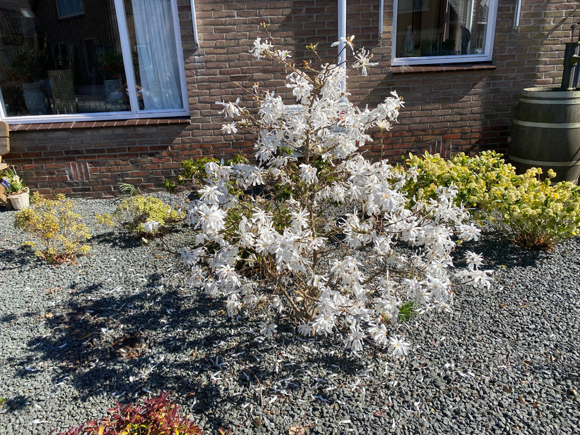 Sternmagnolie - Magnolia stellata
